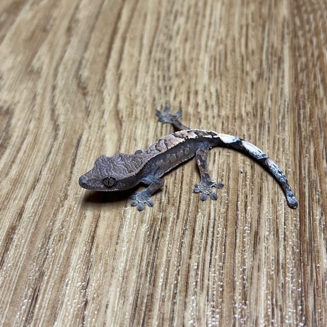 세이블 다크