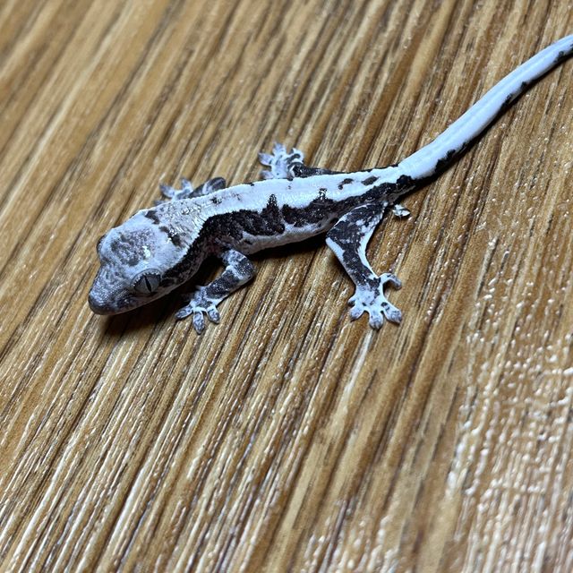 프라푸치노 아잔틱 릴잔틱