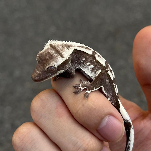 White Spot Axanthic