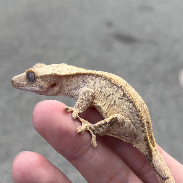 Drippy White Spot 100% Het Axanthic