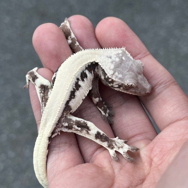 LW Sable 100% Het Axanthic
