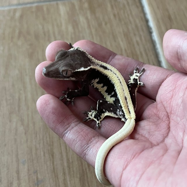 Lilly Axanthic Super Stripe