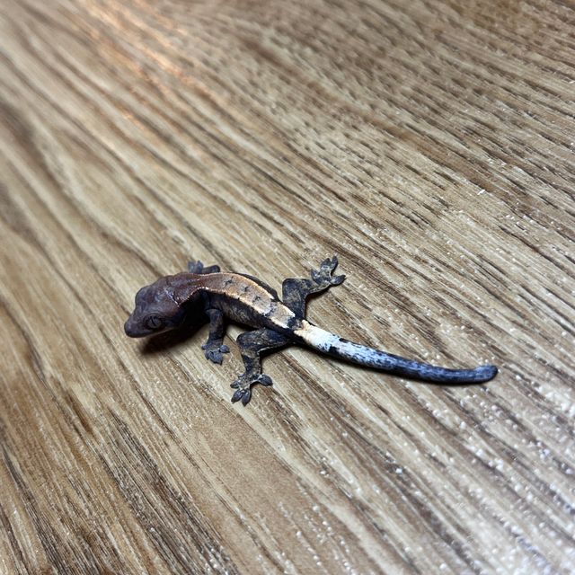 세이블