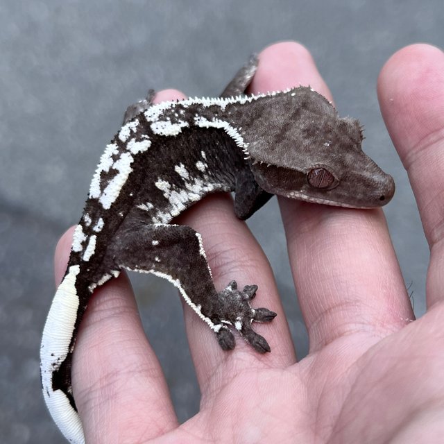 White Spot Axanthic