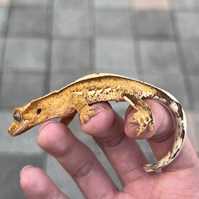 100% Het Axanthic Super Stripe White Spot