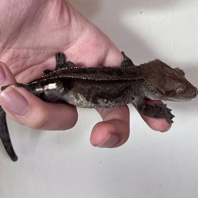 아잔틱 슈퍼스트라이프 풀핀