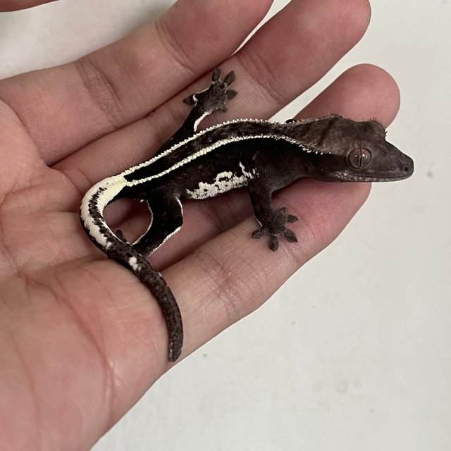 Axanthic White Spot Super Stripe