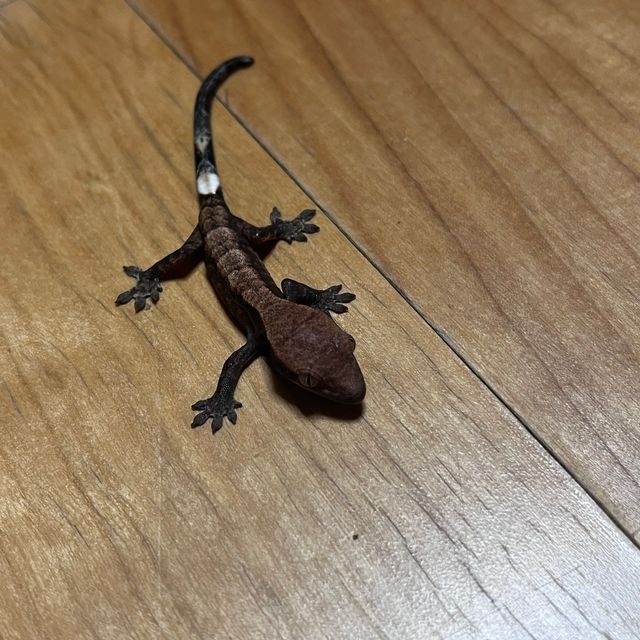 카푸치노 다크