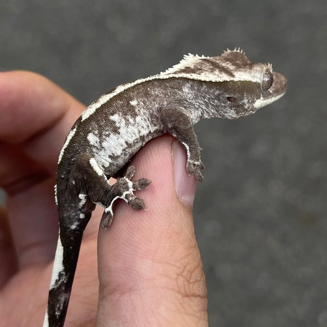 White Spot Axanthic