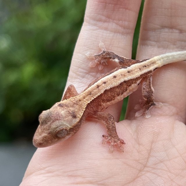 Pied Lilly White Hypo