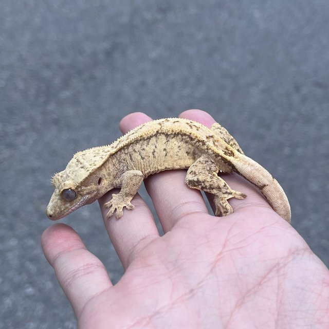 100% Het Axanthic Drippy White Spot
