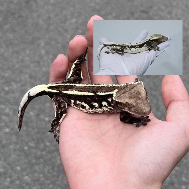 White Spot Quad Axanthic