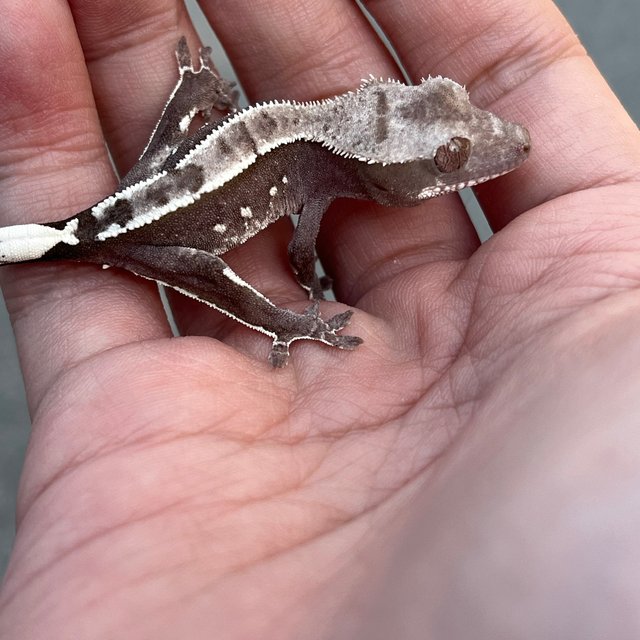 White Spot Axanthic