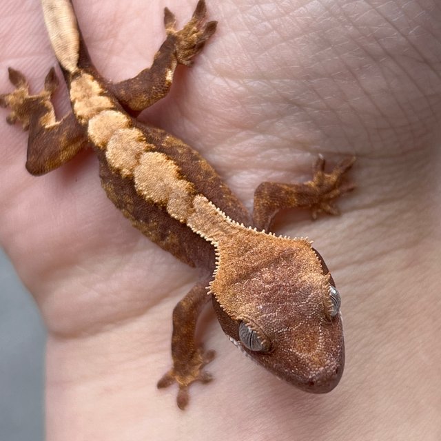 100% Het Axanthic Pied
