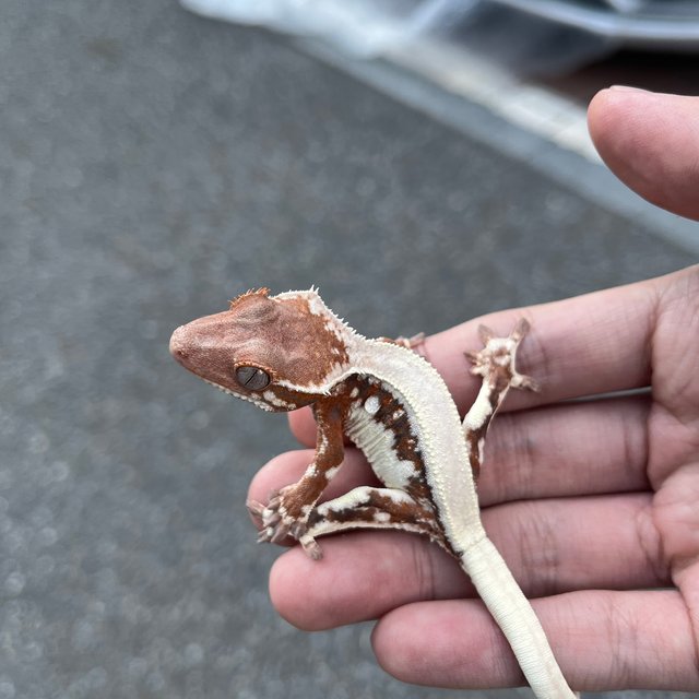100% Het Axanthic LW Sable Tangerine