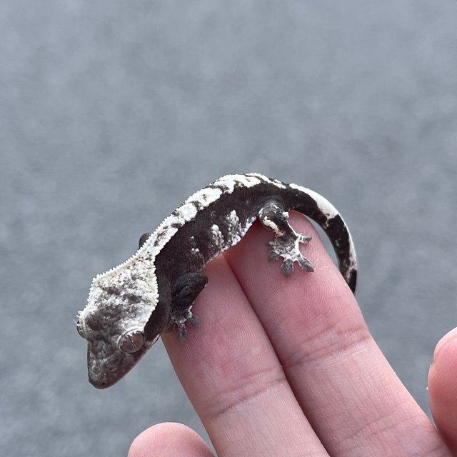 White Spot Axanthic