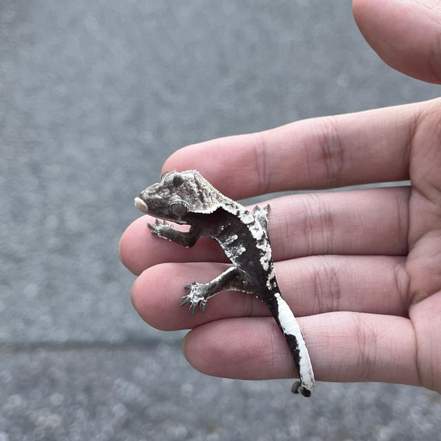 White Spot Axanthic