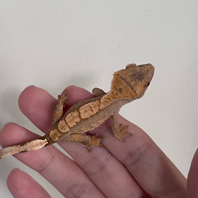 Hypo