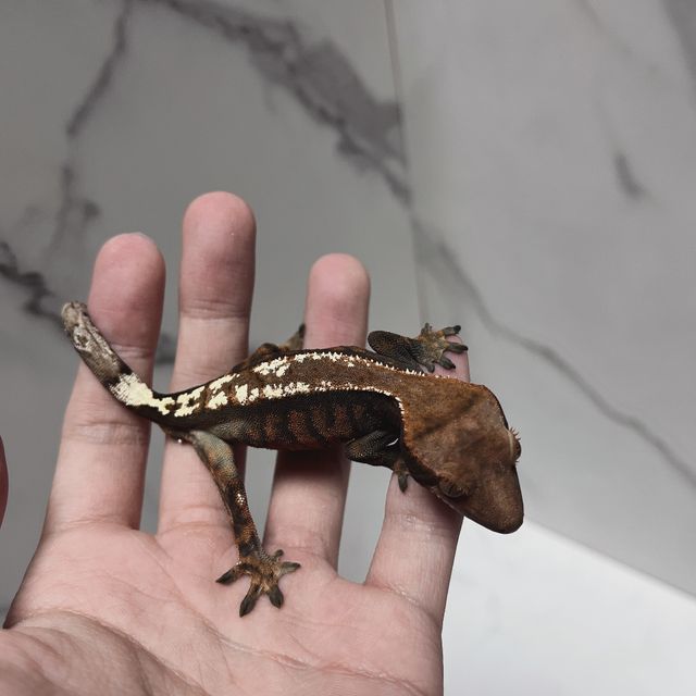 다크 세이블