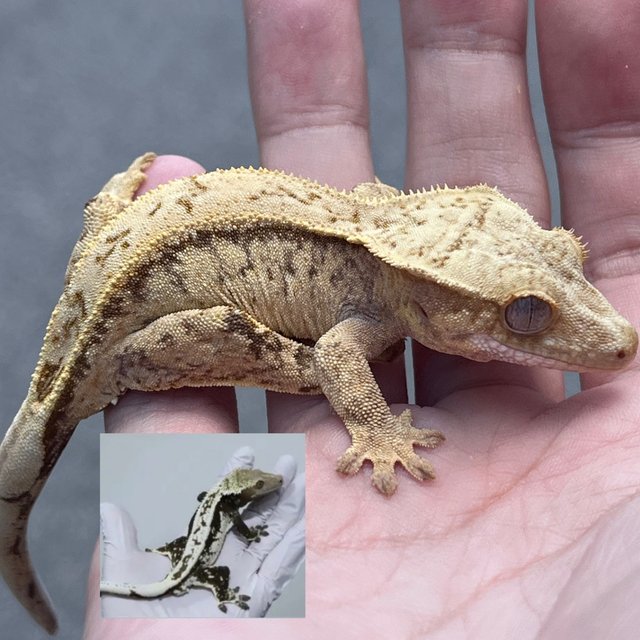100% Het Axanthic Drippy White Spot