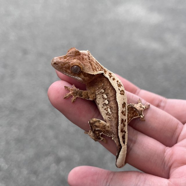 White Spot Drippy 100% Het Axanthic