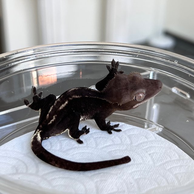 Cappuccino Axanthic
