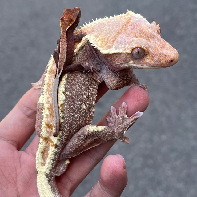 Lilly White Pied