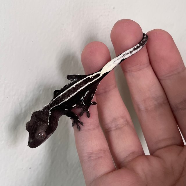 Axanthic White Spot Full Pinstripe White Pin