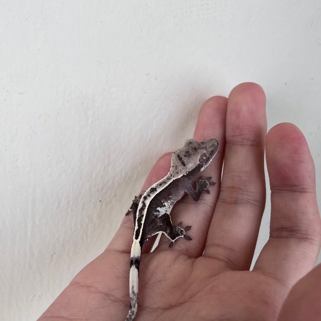 Full Pinstripe Axanthic Quad