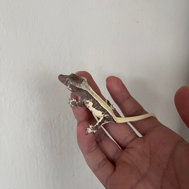 릴잔틱 솔리드백