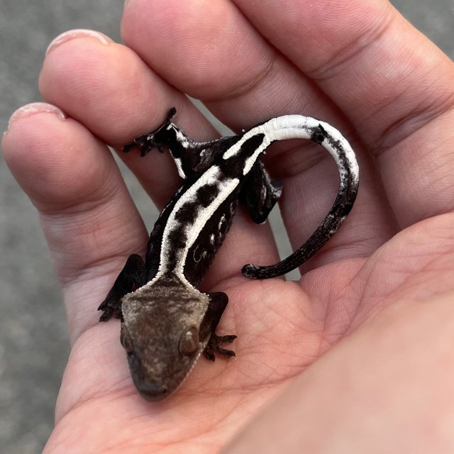 Sable Axanthic