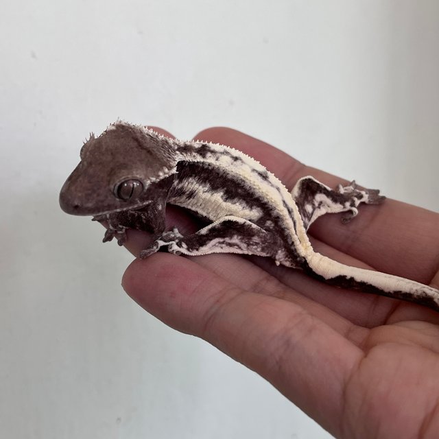 Frappuccino Axanthic