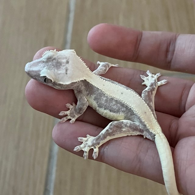 Lilly Axanthic