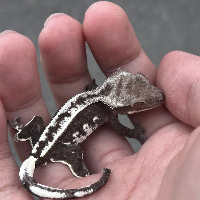 White Spot Axanthic Quad