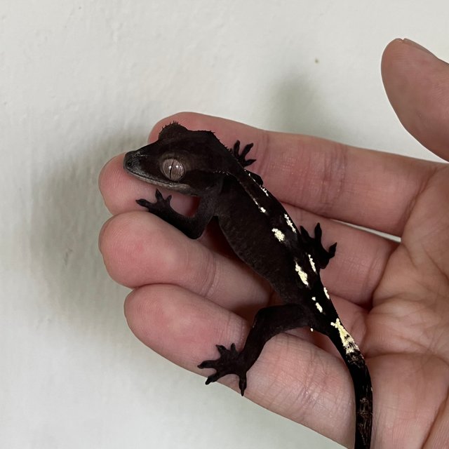 Axanthic Sable