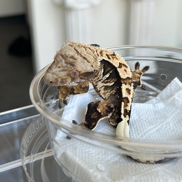 White Spot 100% Het Axanthic
