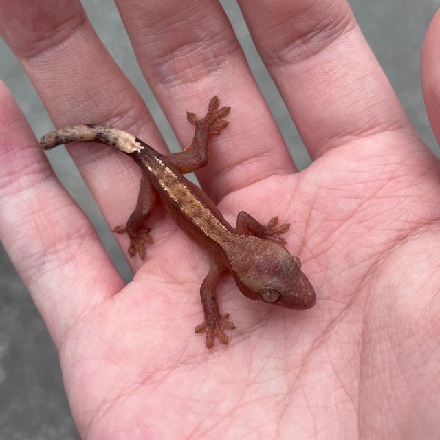 Hypo