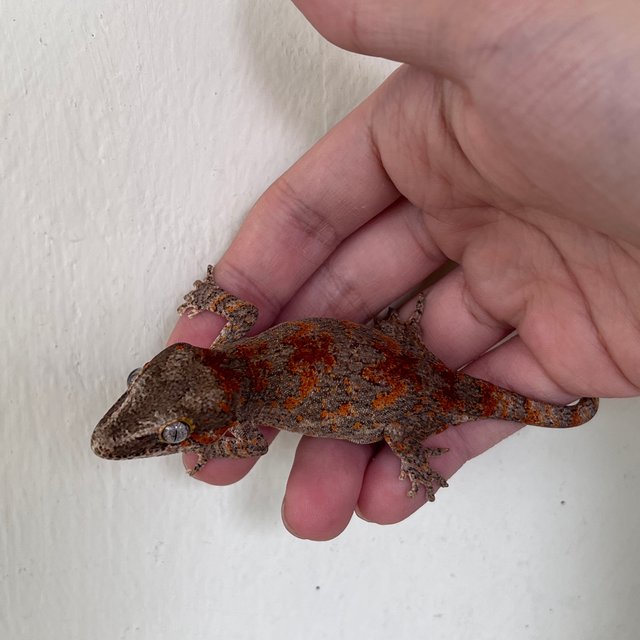 Skeleton Red Blotched