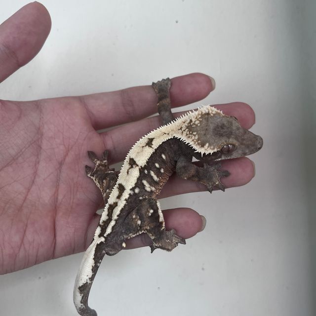 세이블