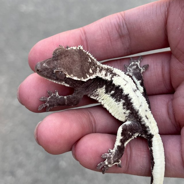 Lilly Axanthic Axanthic LW Sable Sable
