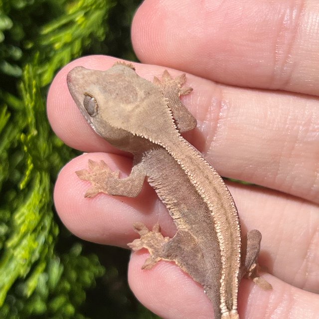 Hypo Super Stripe