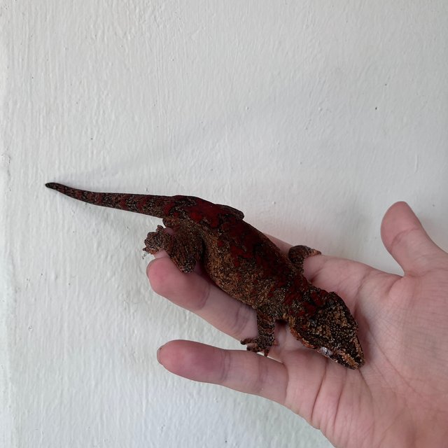 Red Skeleton Blotched