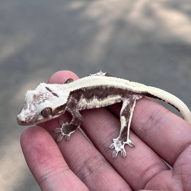 Lilly Axanthic Drippy Solid Back