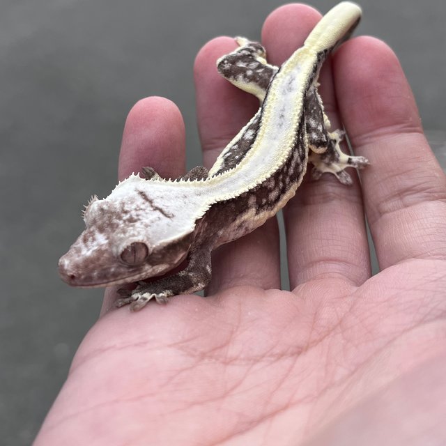 Lilly Axanthic Solid Back White Spot