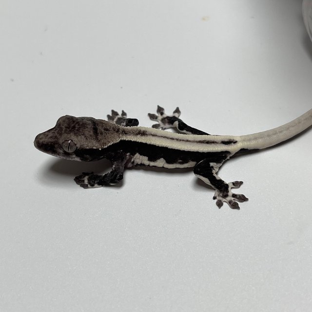 릴잔틱 슈퍼스트라이프