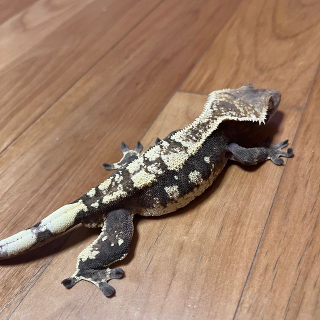 세이블 다크