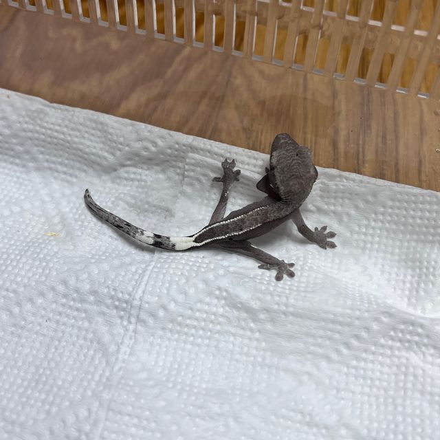 아잔틱