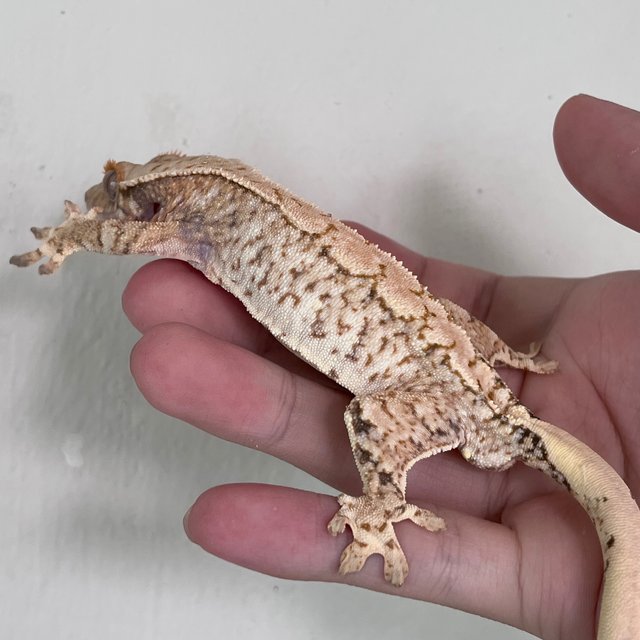 Normal White Spot