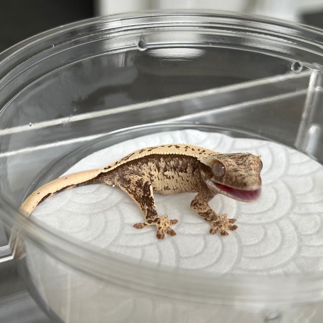100% Het Axanthic White Spot