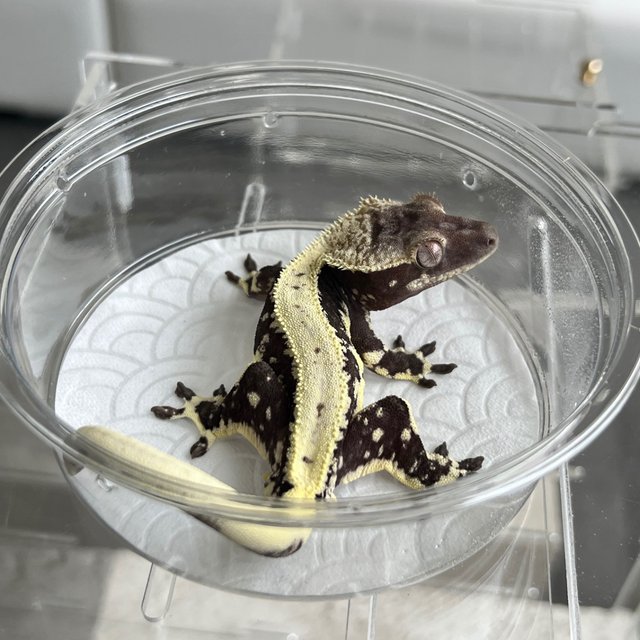 Lilly Axanthic